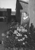 Fröken Sällström ansar sina blommor. Augusti 1952
