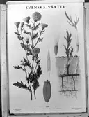 Svenska Växter

