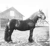 Skogsvårdsstyrelsen, juni 1942
