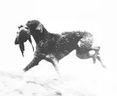 Fågeljakt. Repro den 22 oktober 1974
Studiefrämjandet, Gävle

