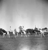 Medborgarfest. Gymnastikuppvisning
