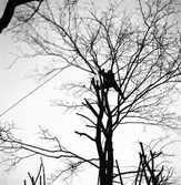 Trädbeskärning. Februari 1939. Reportage för Norrlandsposten