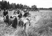 Linskörd. Reportage för Gefle Dagblad, den 18 Augusti 1943.

