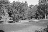 Adolf Ahlgrens trädgård. Den 27 maj 1943

