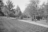 Adolf Ahlgrens trädgård. Den 27 maj 1943

