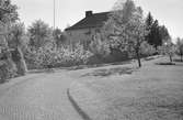 Adolf Ahlgrens trädgård och bostad. Den 27 maj 1943

