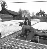 Blommor som ska till Stadsträdgården. April 1944





