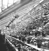 Blommor som ska till Stadsträdgården. April 1944





