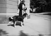 Wahlström Fru med hund. Juni 1939

