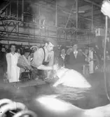 Stockholm - Gävle Slakteriföreningen. Juni 1944