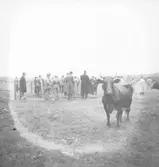 Mosskulturföreningen. Hushållningssällskapet. Augusti 1937
