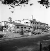 Gefleortens slakteri. Valbo. Augusti 1937




