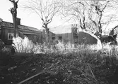 Hösten 1953. Före detta trädgård

