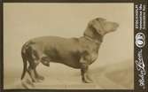 Porträtt av en tax. John Bauer ses ofta på bilder i sällskap med sin hund, en tax.