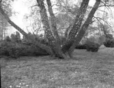 Naturminnen Östergårdens äng våren 1961.