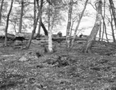 Naturminnen Östergårdens äng våren 1961.