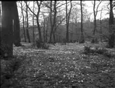 Naturminnen Östergårdens äng våren 1961.