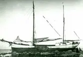 Holländaren Gertje. Strandad vid Hälluddsviken 1923.