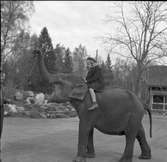 Furuviksparken invigdes 1936

1950 var ett år då Furuviksparken investerade kraftigt. Massor av djur däribland två elefanter.

En flicka som rider på en elefant














