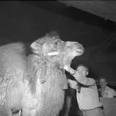 Furuviksparken invigdes 1936

1950 var ett år då Furuviksparken investerade kraftigt.

Cirkus
Kamel och djurskötaren

















