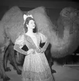 Furuviksparken invigdes 1936

1950 var ett år då Furuviksparken investerade kraftigt.

Cirkus
Kamel och primadonnan

















