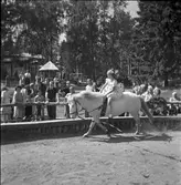Furuvik

Furuviksparken invigdes pingstdagen 1936.
Folkdanslaget Furuviks Ungdomslag och Barnkabarén blev Furuviksbarnen.












