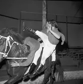 Furuviksparken invigdes pingstdagen 1936.

Cirkusbyggnaden Teater-Cirkus med cirka 600 platser, uppförd 1940.










