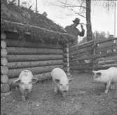 Furuviksparken invigdes pingstdagen 1936.

Nöjesfältet, badplatsen Sandvik och djurparken gjordes iordning.

Tre små grisar






