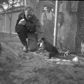 Furuviksparken invigdes pingstdagen 1936.

Nöjesfältet, badplatsen Sandvik och djurparken gjordes iordning.

Tvättbjörnen och hans skötare






