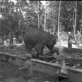 Furuviksparken invigdes pingstdagen 1936.
Nöjesfältet, badplatsen Sandvik och djurparken gjordes iordning.

Taku tar sig ett dopp







