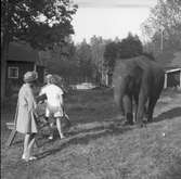 Furuviksparken invigdes pingstdagen 1936.
Nöjesfältet, badplatsen Sandvik och djurparken gjordes iordning.

Taku bekantar sig med några flickor








