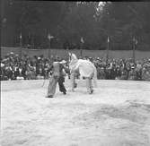 Furuviksparken invigdes pingstdagen 1936.

Folkdanslaget Furuviks Ungdomslag och Barnkabarén blev Furuviksbarnen

Clownen och hans 