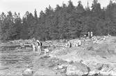 Furuviksparken invigdes pingstdagen 1936.

Nöjesfältet, badplatsen Sandvik och djurparken gjordes i ordning.

Badplatset Sandvik

