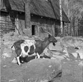 Furuviksparken invigdes 1936

1950 var ett år då Furuviksparken investerade kraftigt. Massor av djur köptes in.















