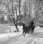 Furuviksparken invigdes pingstdagen 1936.

Vinterskoj i snön







