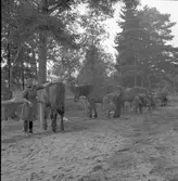 :: RÖDA STJÄRNAN
Föreningens ändamål - organiserad vård för djuren under krig.
Med frivillig hjälp genom insamling av medel.
Att kunna hjälpa till med erforderlig veterinärhjälp och djurvård.





