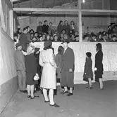 Godsägare Söderhjelm, elevuppvisning i ridhuset.

