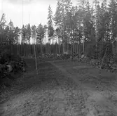 Stubbrytare. 1947. Reportage för Norrlands-Posten.