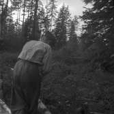 I 14, trädhuggning. 1947.