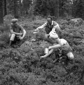 Konsum Alfa bärplockningsutflykt, cirka 1945.
