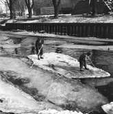 Pojkar på isflak. Mars 1945.
