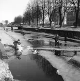 Pojkar på isflak. Mars 1945.
