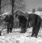 Länsträdgårdsmästare Nilsson Gävle. 1945.