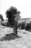 Höbärgning. Conny Söderström. Juni 1945.
