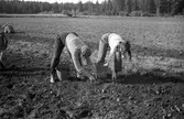 Potatisupptagning i Hille. 26 september 1946. Reportage för Arbetarbladet.