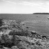 SM-tävling i segling. 1946.