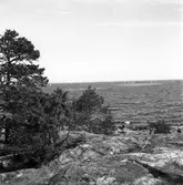 SM-tävling i segling. 1946.