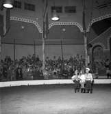 Gevaliarosteriet. Furuviksbarnen i Cirkusbyggnaden, Furuvik. 1946.