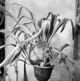 Gävle Stads växthus. 1946. Reportage för Norrlands- Posten. (Älghornsbräken)