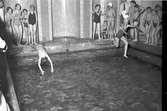 Simkursavslutning på Murénska Badhuset. 7 juni 1953.